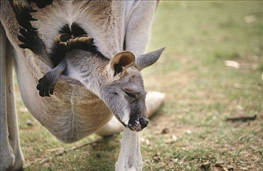 幼兽,育儿袋,澳大利亚