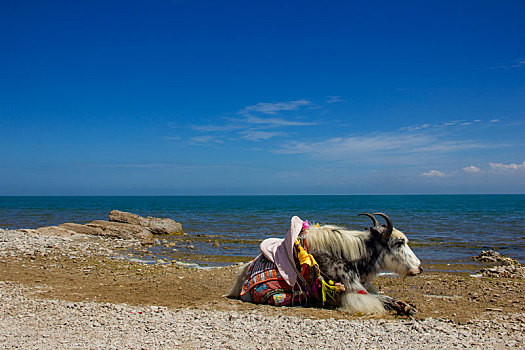 美丽的青海湖