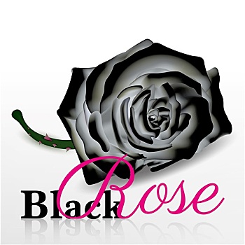 黑色,玫瑰,矢量,白色背景,背景
