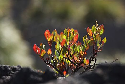 幼小植物,帕尔玛,加纳利群岛,西班牙,欧洲