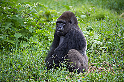 西部低地大猩猩,大猩猩,围挡,俘获,野生动物,中心,区域,喀麦隆,非洲