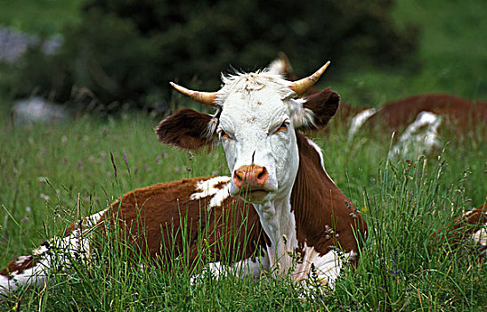 牛,母牛,休息,草地