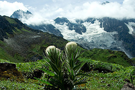 西藏的雪莲花和雪山