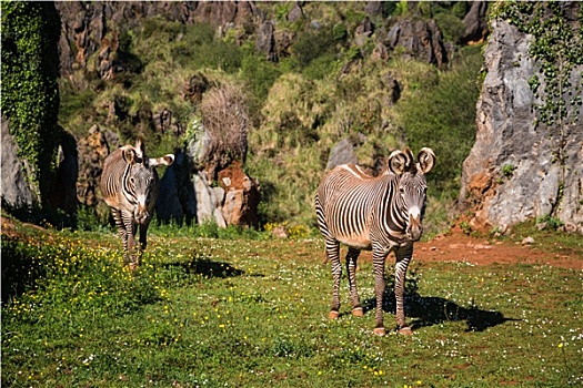 斑马,细纹斑马,物种,马赛马拉,自然保护区,肯尼亚,非洲