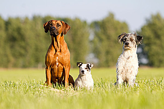 三个,狗,梗犬,杂交品种,坐,草地,看,一个,方向