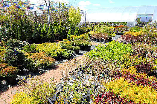 温室,植物培育,新斯科舍省,加拿大