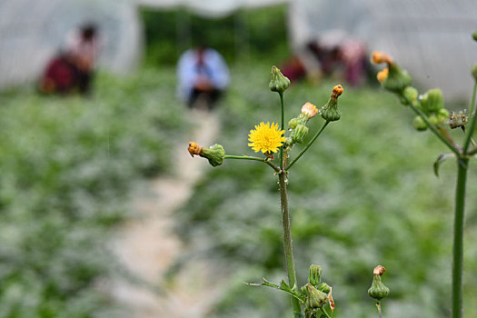 贵州遵义,蔬菜地里夏管忙