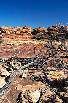 枯木,风景,国王峡谷,国家公园,北领地州,澳大利亚