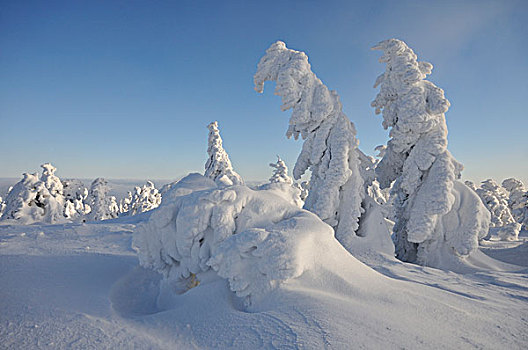 雪,遮盖,松树,布罗肯,山,哈尔茨山,萨克森安哈尔特,德国,欧洲
