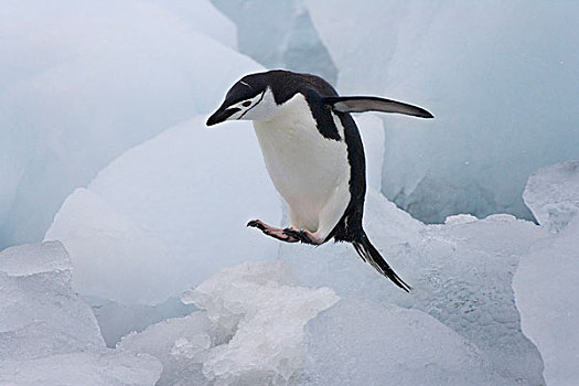 帽带企鹅,阿德利企鹅属,跳跃,冰,南,奥克尼群岛,南极