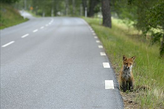 狐狸,瑞典