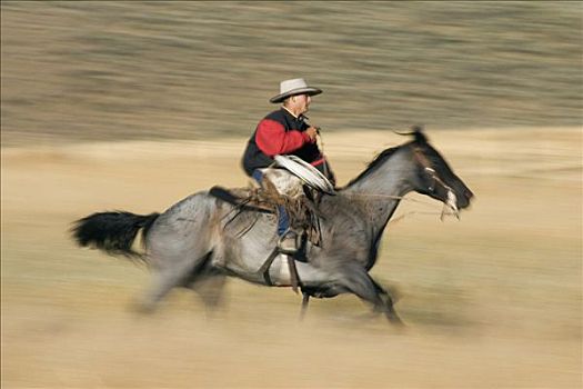 牛仔,家养马,马,骑,地点,俄勒冈
