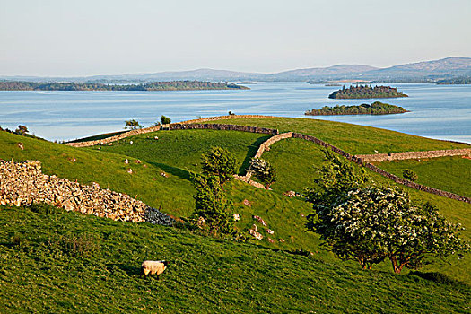 绵羊,放牧,梅奥县,爱尔兰