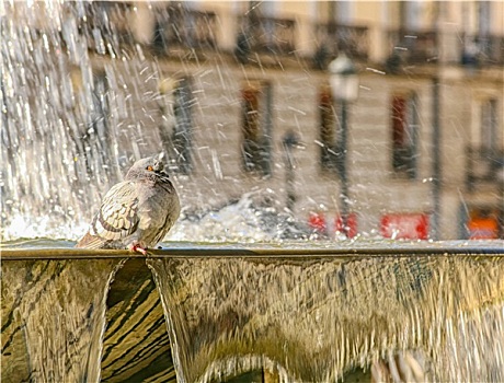 鸽子,喷泉