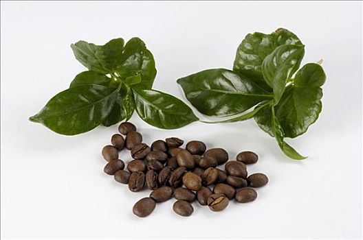 咖啡豆,咖啡树,叶子
