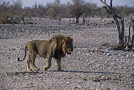 纳米比亚,埃托沙国家公园,狮子