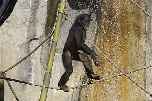 倭黑猩猩,成年,走,绳索,濒危,非洲