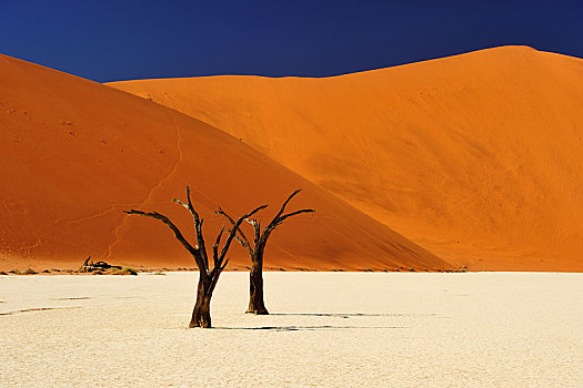 枯木,盐磐,索苏维来地区,纳米比诺克陆夫国家公园,纳米比亚,非洲