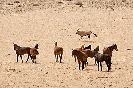 纳米比亚,长角羚羊,野马,纳米布沙漠