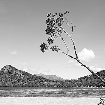 菲律宾,岛屿,漂亮,树,山,船,游客