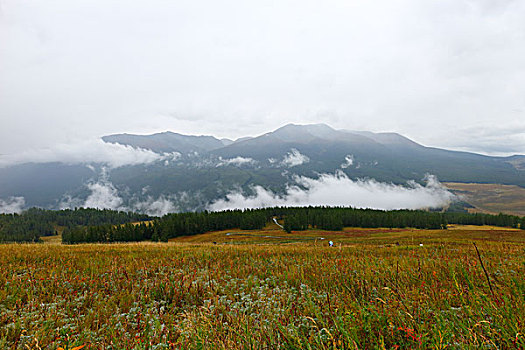 新疆,阿勒泰,喀纳斯湖,自然风景,旅行