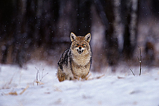 丛林狼,犬属,展示,威胁,行为,麋鹿,岛屿,国家公园,艾伯塔省,加拿大