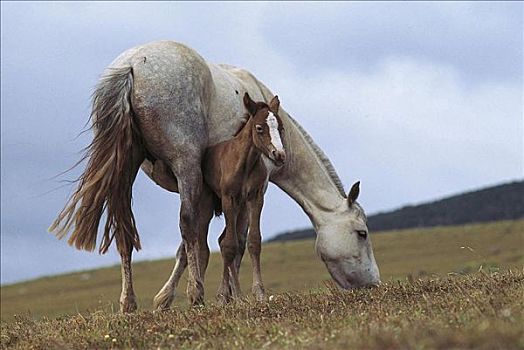诞生,挨着,母马,小马,马,哺乳动物,巴塔哥尼亚,阿根廷,智利,南美,牲畜,动物