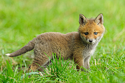 红狐,小动物,黑森州,德国