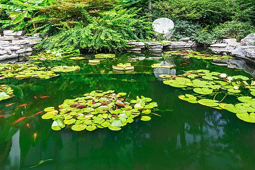夏日池塘浮萍景观,济南大明湖湖畔公园