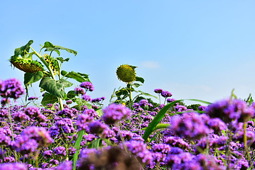 马鞭草,花海