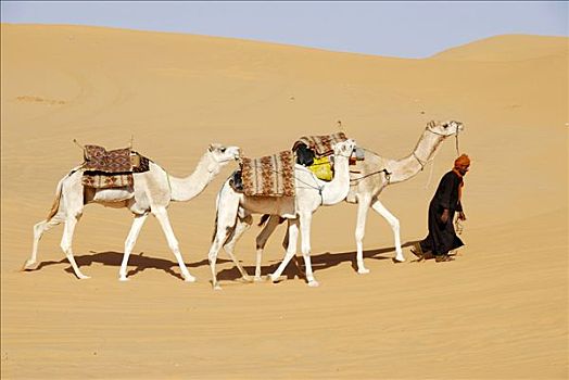 柏柏尔人,走,骆驼,沙漠,利比亚