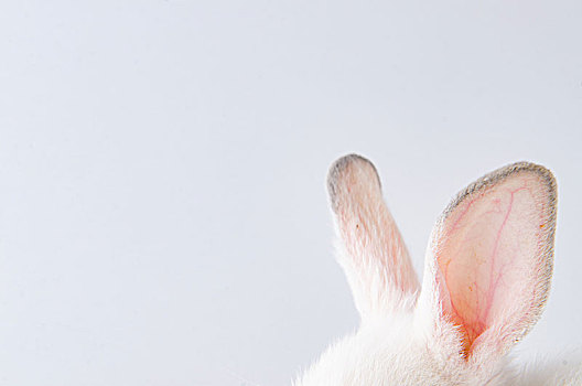 白色,兔子,复活节,动物,概念