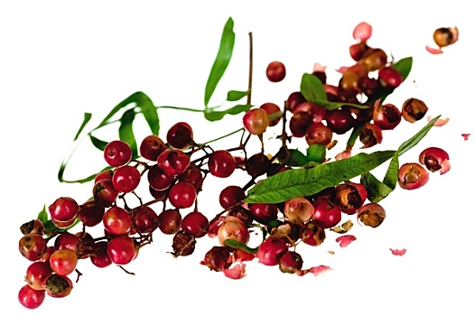 红色,绿色,胡椒粒,浆果,藤蔓,隔绝,白色背景