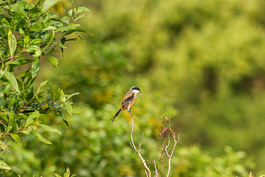 自然状态下觅食的棕背伯劳鸟