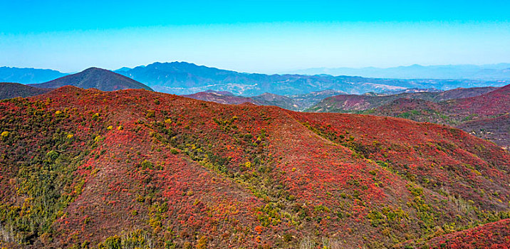 河南三门峡,满山红叶层林尽染