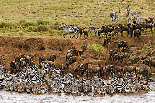 斑马,牧群,喝,河岸,蓝角马,角马,马赛马拉,肯尼亚