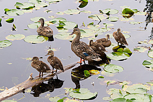 湾,湿地,野鸭,雌性,鸭子,小鸭子,绿头鸭