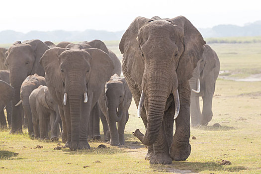 牧群,野生,大象,安伯塞利国家公园,肯尼亚