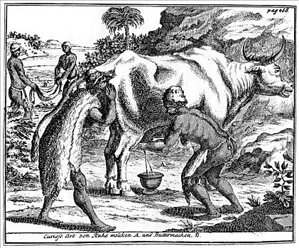挤奶,母牛,制作,黄油,南非,18世纪
