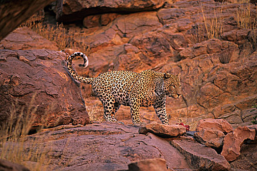 纳米比亚,豹,红岩