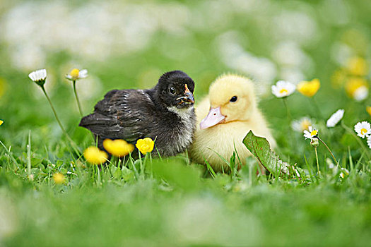 小鸭子,幼禽,红原鸡,牧场,春天,普拉蒂纳特,巴伐利亚