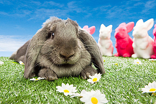 兔子,复活节