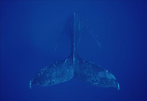 驼背鲸,大翅鲸属,鲸鱼,唱,毛伊岛,夏威夷,提示,照相