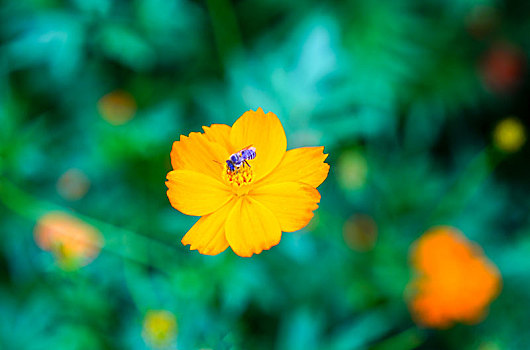 花花草草