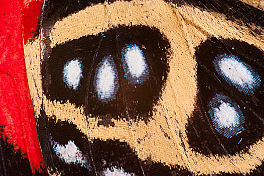 蝴蝶,翼,特写,国家公园,亚马逊雨林,厄瓜多尔,南美