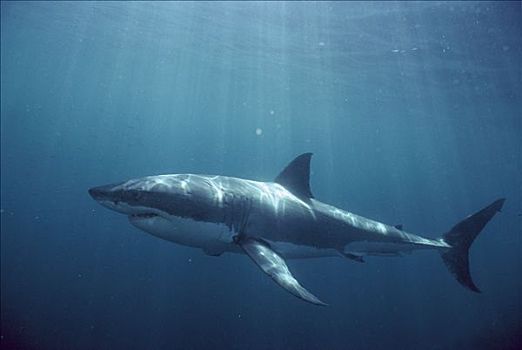 大白鲨,沙鲨属,澳大利亚