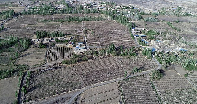 新疆哈密,春来大地绽绿,绿洲农村如画