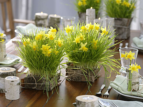 桌饰,芽草,水仙花,桦树