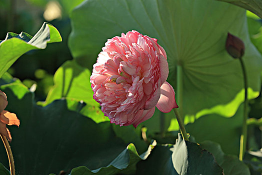 重瓣荷花,荷花