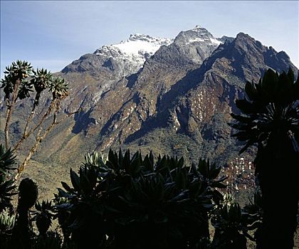 小路,小屋,脚,树,巨大,框架,贝克山,鲁文佐里山地区,山脉,只有,积雪,南,阿特拉斯山脉